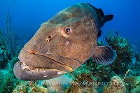 Black Grouper, Cuba