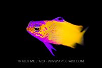 Hybrid Fairy Basslet. Cuba