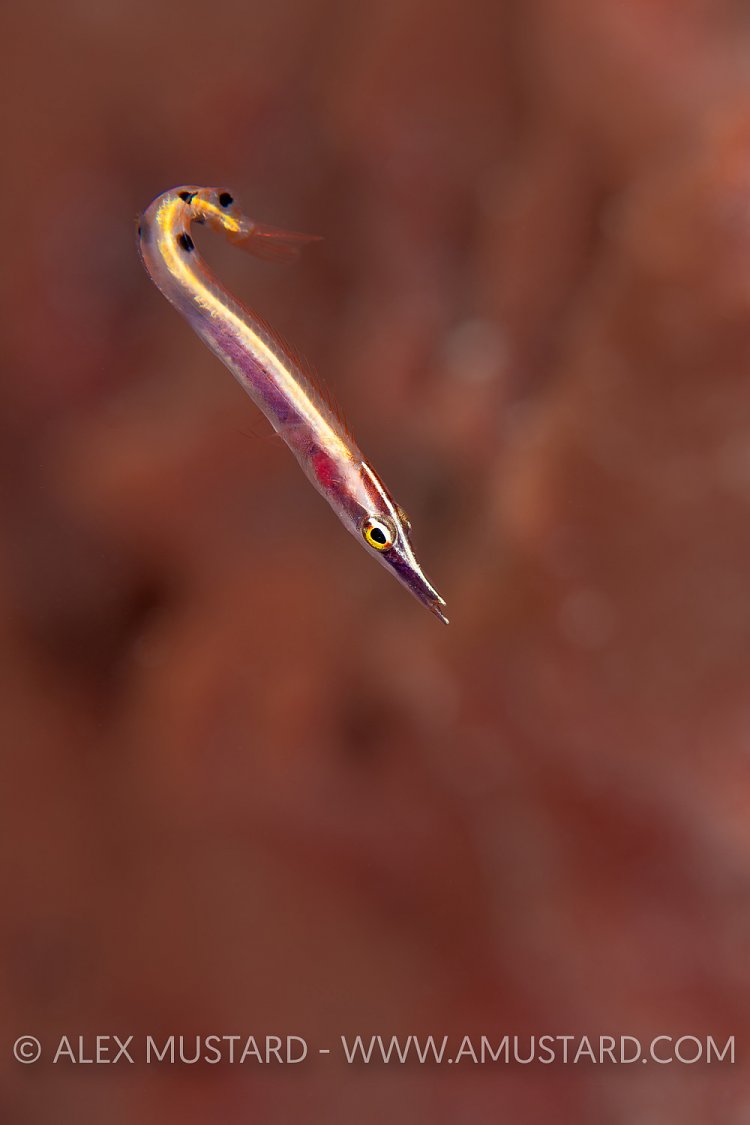 Arrow Blenny, Cuba