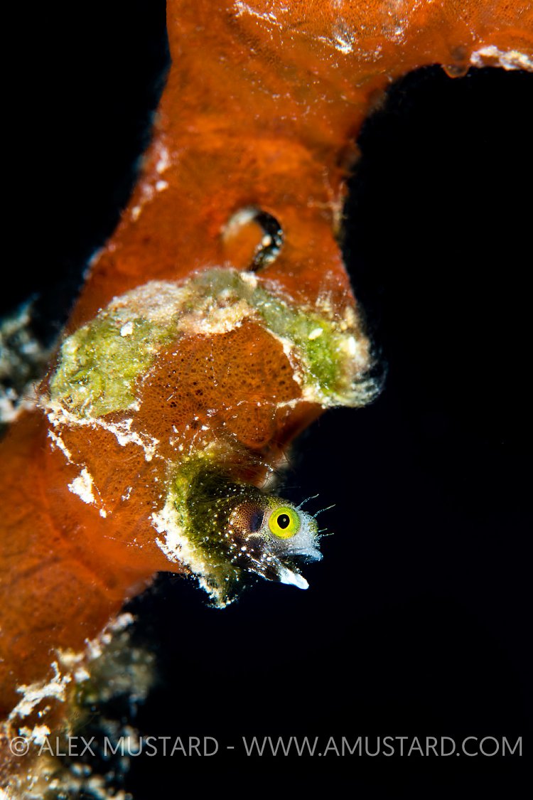 Blenny Pose, Cuba