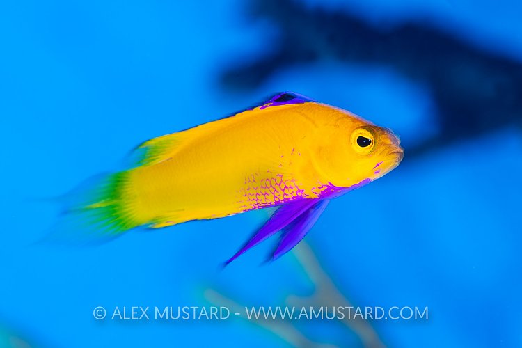 Golden Basslet. Cuba