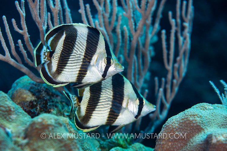 Banded Butterflyfish, Cuba