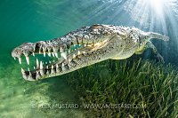 Sunburst Crocodile, Cuba