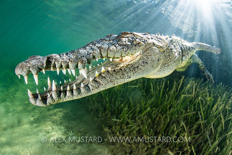 Sunburst Crocodile, Cuba