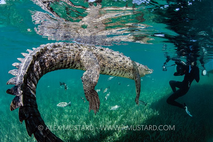 Crocodile Encounter. Cuba