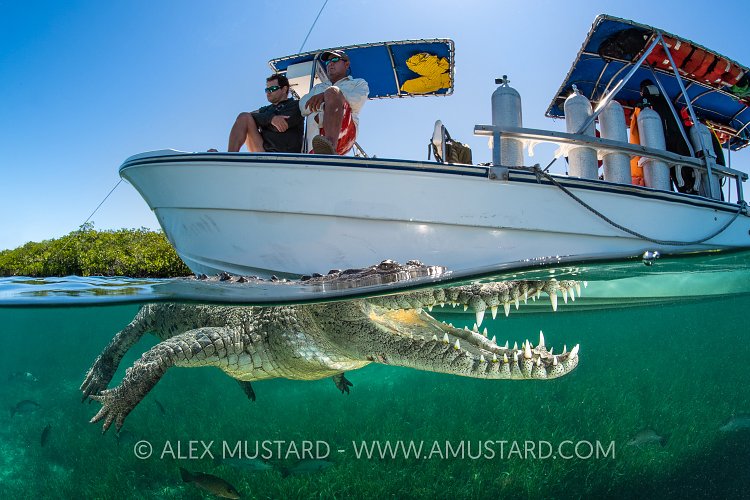 If We Ignore It, It Might Go Away, Cuba