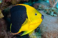 Yellow Angelfish, Cuba