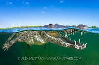 Crocodile At Surface, Cuba