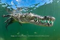 Crocodile At Surface, Cuba