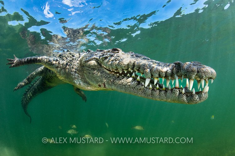 Crocodile At Surface, Cuba