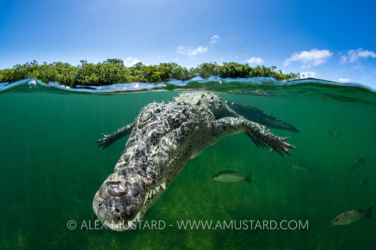 Crocodile At Surface, Cuba
