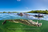 Crocodile At Surface, Cuba