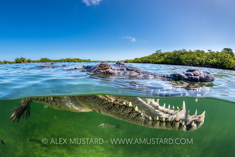 Crocodile At Surface, Cuba