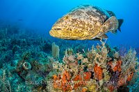 Goliath Grouper On Reef, Cuba