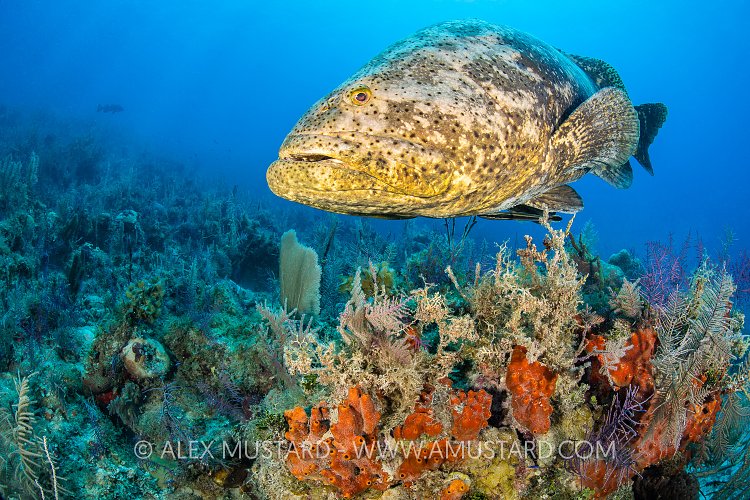 Goliath Grouper On Reef, Cuba