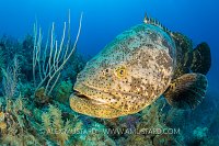 Goliath Grouper On Reef, Cuba