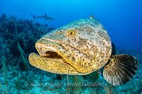 Goliath Grouper On Reef, Cuba