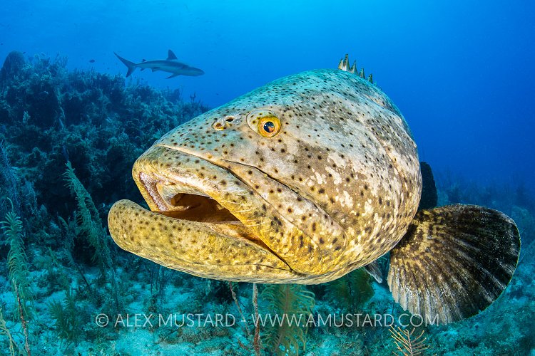 Goliath Grouper On Reef, Cuba