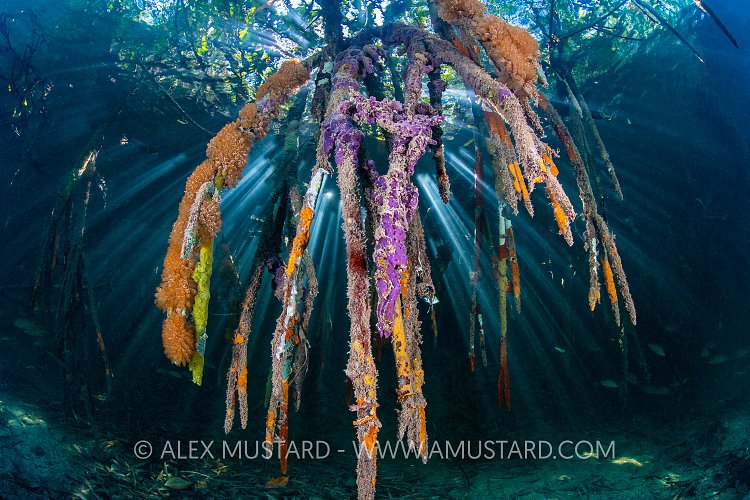 Mangrove Scenery, Cuba