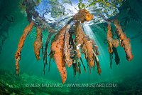 Mangrove Scenery, Cuba