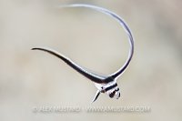 Spotted Drum Juvenile, Cuba