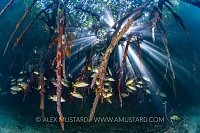 Mangrove Scenery, Cuba