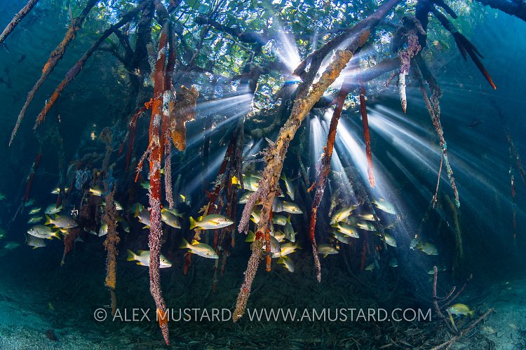 Mangrove Scenery, Cuba