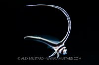 Spotted Drum Juvenile, Cuba