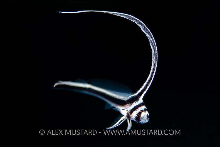 Spotted Drum Juvenile, Cuba