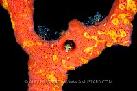 Spinyhead Blenny In Sponge, Cuba