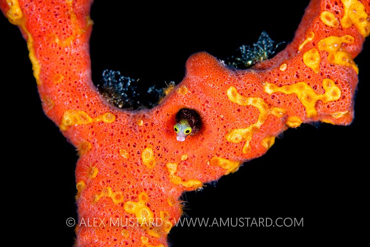 Spinyhead Blenny In Sponge, Cuba