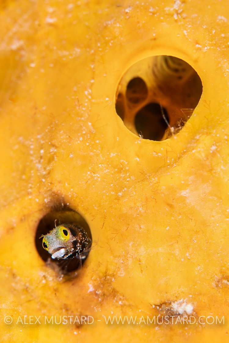 Spinyhead Blenny In Sponge, Cuba