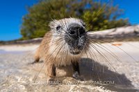 Hutia On Beach, Cuba