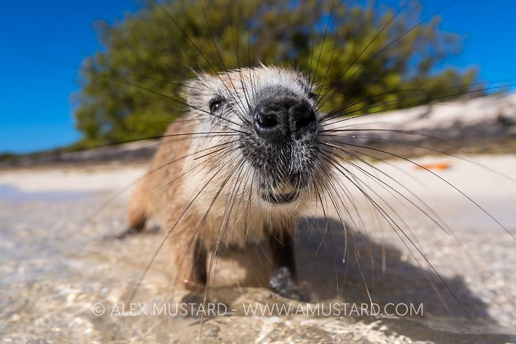 Hutia On Beach, Cuba