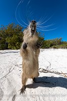 Hutia On Beach, Cuba
