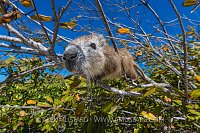 Hutia Climbing Tree, Cuba