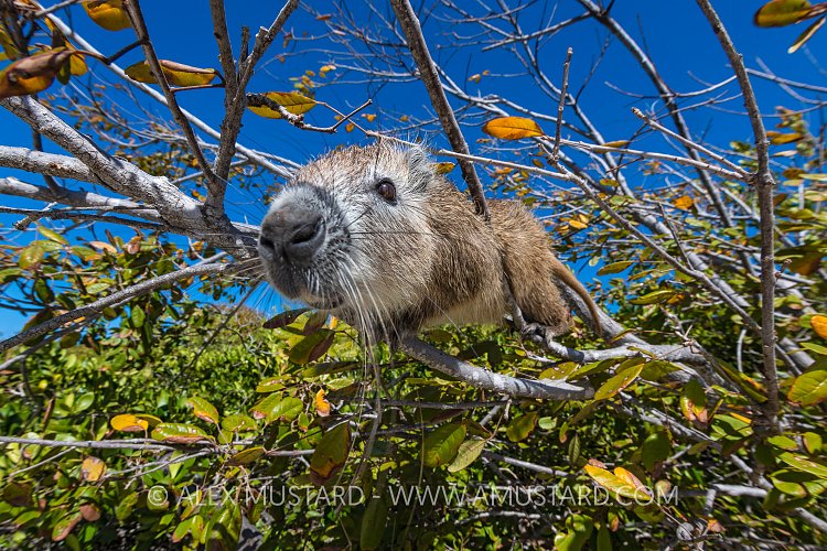 Hutia Climbing Tree, Cuba