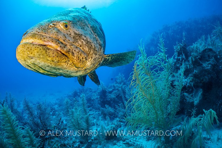 Goliath Grouper On Reef, Cuba