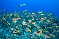 Shark Over Schoolmasters, Cuba