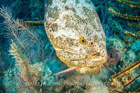 Goliath Grouper Eats Lobster, Cuba