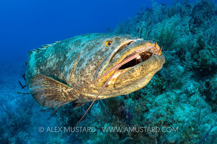 Goliath Grouper Eats Lobster, Cuba
