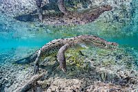 Crocodile Reflection, Cuba