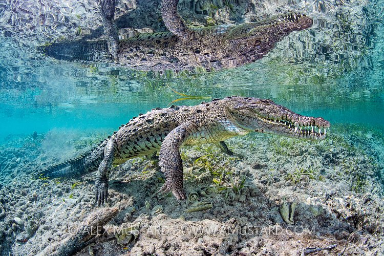 Crocodile Reflection, Cuba