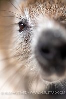 Hutia On Beach, Cuba