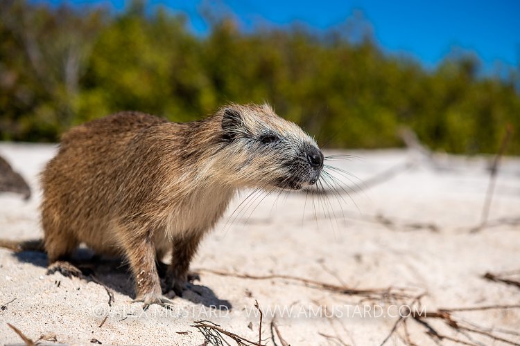 Hutia On Beach, Cuba