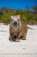 Hutia On Beach, Cuba