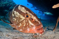 Nassau Grouper In Cavern, Cuba