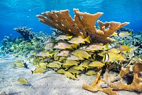 Elkhorn Coral Community, Cuba