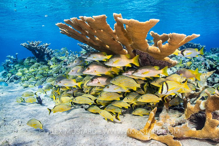 Elkhorn Coral Community, Cuba