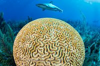 Reef Shark Over Brain, Cuba
